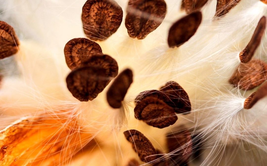 milkweed and seeds